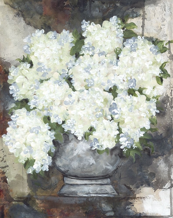 Picture of SNOWBALL HYDRANGEAS II