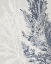 Picture of TRANSPARENT CORAL 1