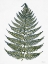 Picture of LEAF SKETCH
