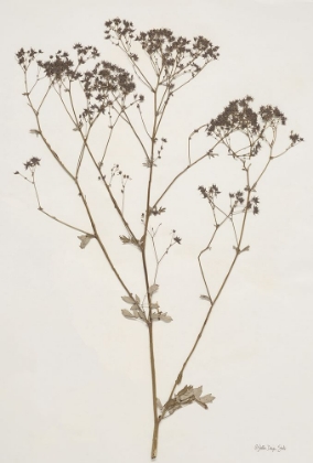 Picture of HERBARIUM COLLECTION 1