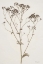 Picture of HERBARIUM COLLECTION 1