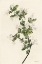 Picture of WOOD PEWEE