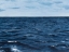 Picture of GRAYSCALE SEASCAPE III