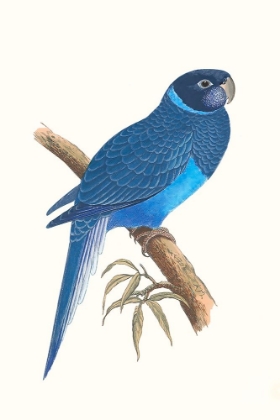 Picture of BLUE PARROTS I