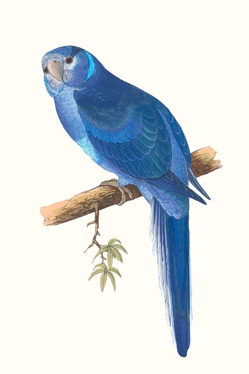 Picture of BLUE PARROTS II