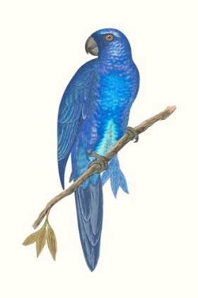 Picture of BLUE PARROTS III