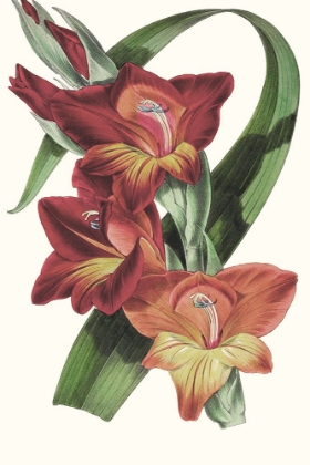 Picture of PAXTON TROPICALS II
