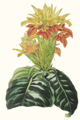 Picture of PAXTON TROPICALS III