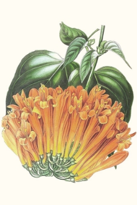 Picture of PAXTON TROPICALS VII