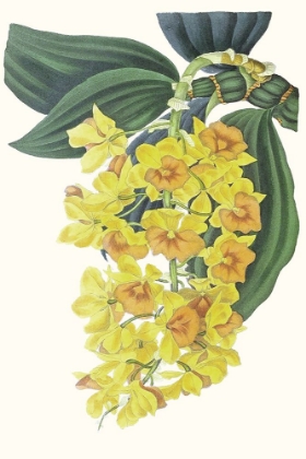 Picture of PAXTON TROPICALS VIII