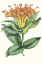 Picture of PAXTON TROPICALS IX