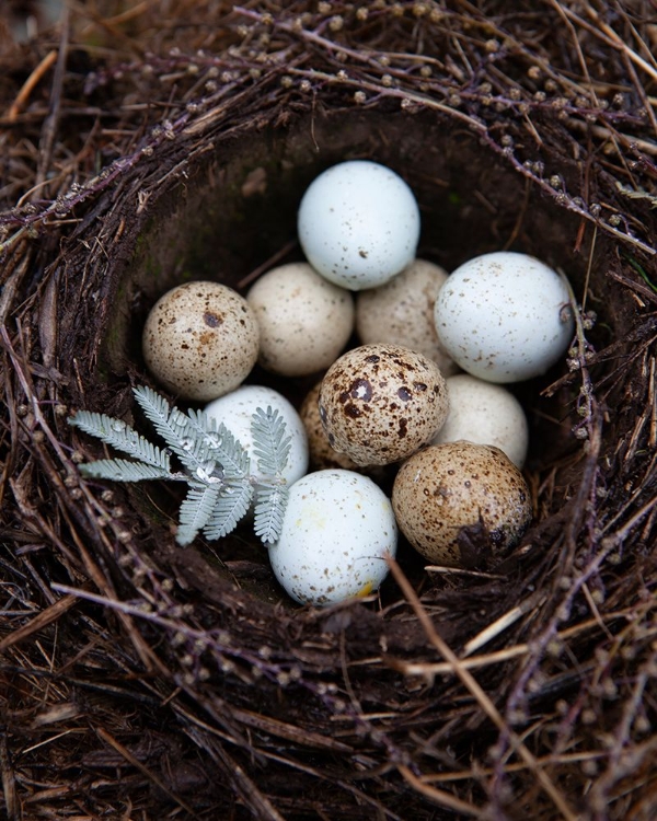 Picture of WINTER NEST DETAIL I