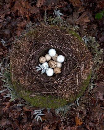 Picture of WINTER NEST DETAIL II