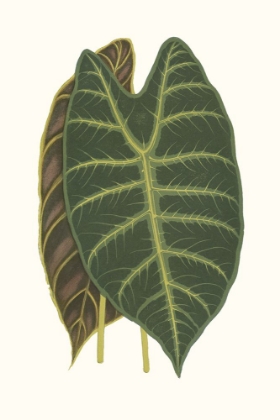 Picture of COLLECTED LEAVES V