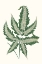 Picture of COLLECTED LEAVES VI