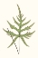 Picture of COLLECTED LEAVES VIII