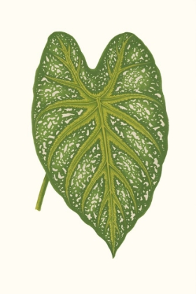 Picture of COLLECTED LEAVES IX