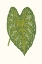 Picture of COLLECTED LEAVES IX