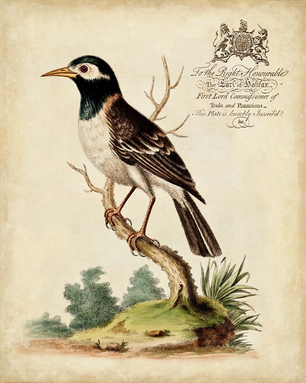 Picture of REGAL BIRDS II