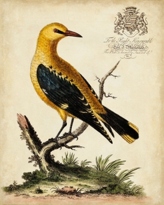 Picture of REGAL BIRDS III