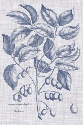 Picture of NAVY AND LINEN BOTANICAL II