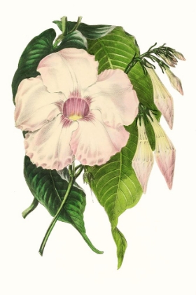 Picture of PAXTON FLORALS VIII