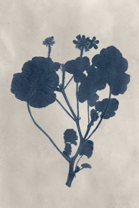 Picture of NAVY PRESSED FLOWERS II