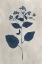 Picture of NAVY PRESSED FLOWERS III