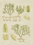 Picture of VINTAGE SEA GRASS II