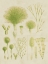 Picture of VINTAGE SEA GRASS III