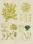 Picture of VINTAGE SEA GRASS IV