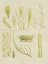 Picture of VINTAGE SEA GRASS VI