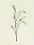 Picture of OLIVE LEAVES I