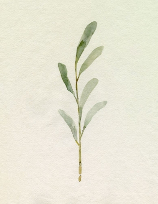 Picture of OLIVE LEAVES II