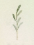 Picture of OLIVE LEAVES II