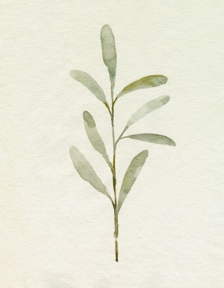 Picture of OLIVE LEAVES III