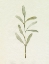 Picture of OLIVE LEAVES III