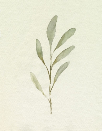 Picture of OLIVE LEAVES IV