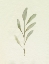 Picture of OLIVE LEAVES IV