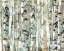 Picture of BIRCH BUNCH I
