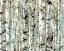 Picture of BIRCH BUNCH II
