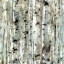 Picture of BIRCH BUNCH IV