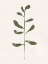 Picture of MINIMAL SPRIG II