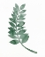 Picture of INDOOR PLANT PRESS III