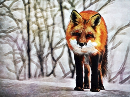 Picture of RED FOX FASCINATION