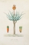 Picture of ANTIQUE TREE WITH FRUIT I