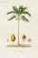 Picture of ANTIQUE TREE WITH FRUIT II