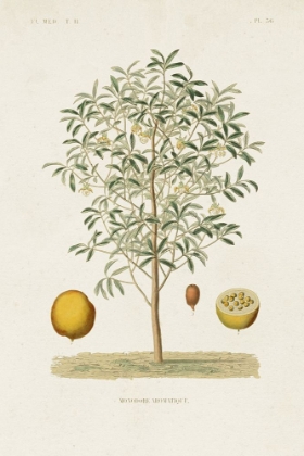 Picture of ANTIQUE TREE WITH FRUIT IV