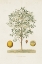 Picture of ANTIQUE TREE WITH FRUIT IV