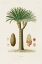 Picture of ANTIQUE TREE WITH FRUIT V